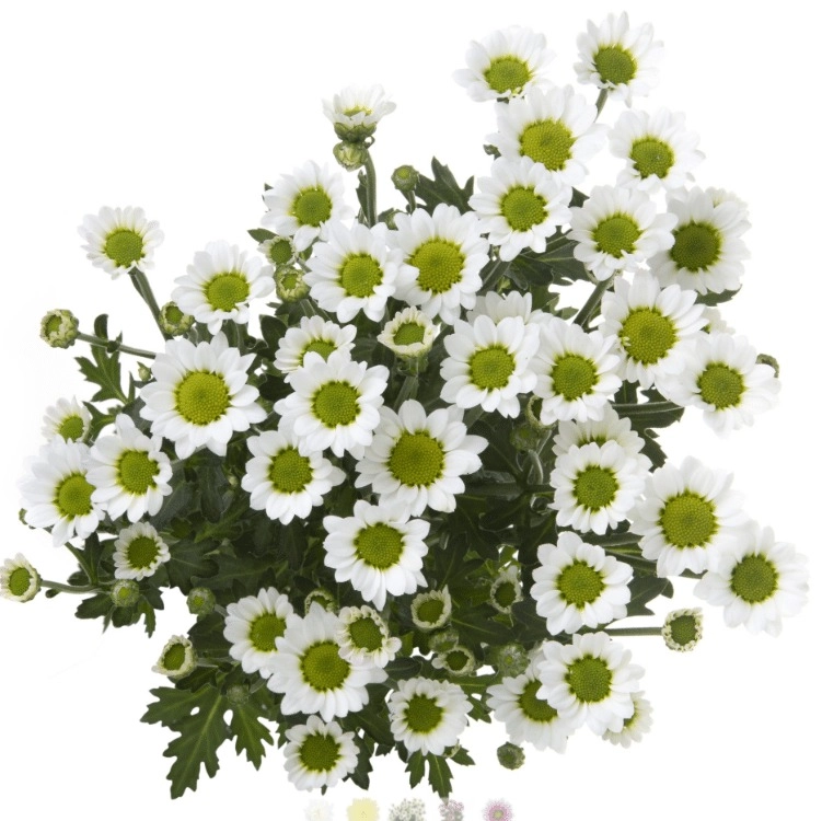 Chrysanthemum spray micro nebula