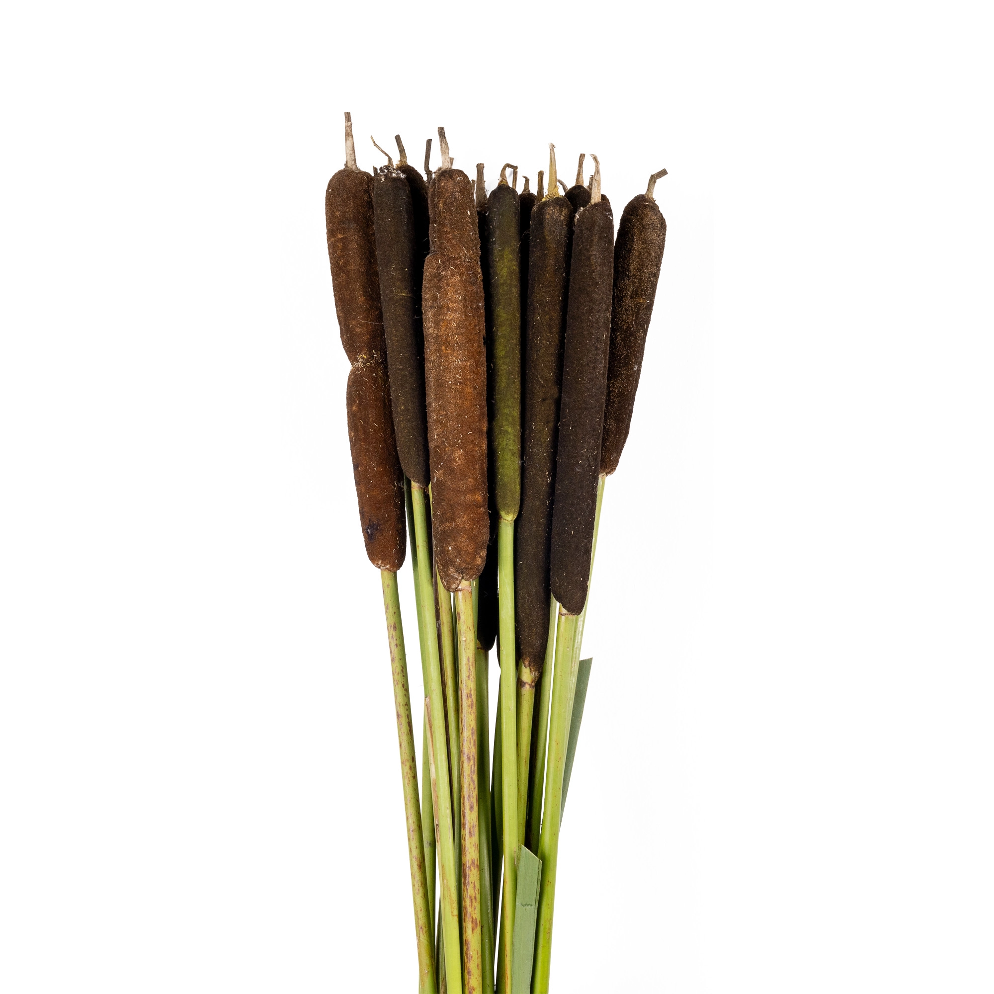 Scírpus bullrush | Wholesale flowers, plants and supplies Scírpus bullrush