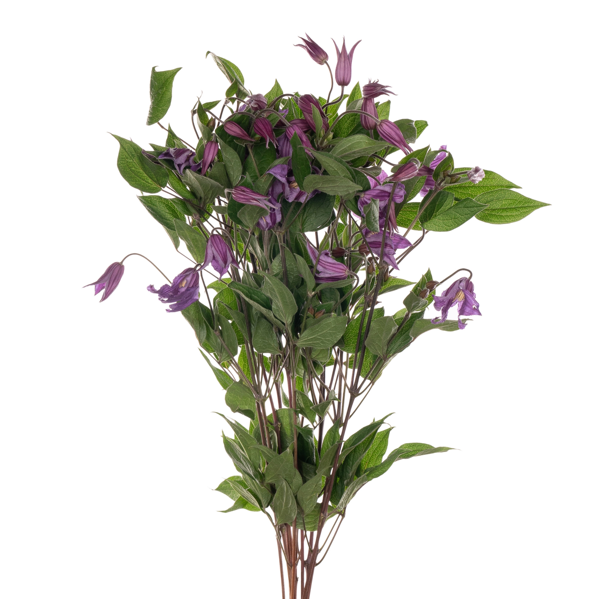 Clematis amazing rome