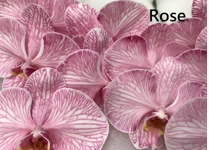 Phalaenopsis dyed rose