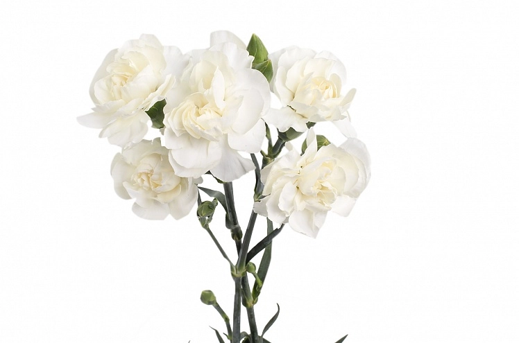 Carnation spray white