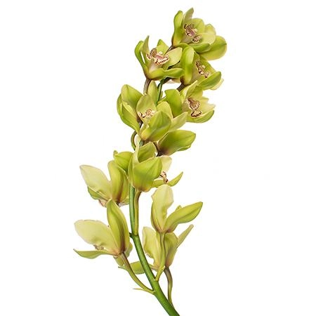 Cymbidium gladys