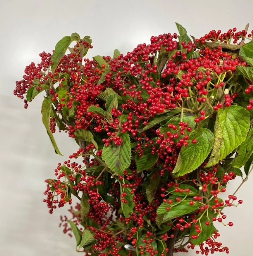 Viburnum red