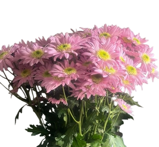 Chrysanthemum spray maxmum pink