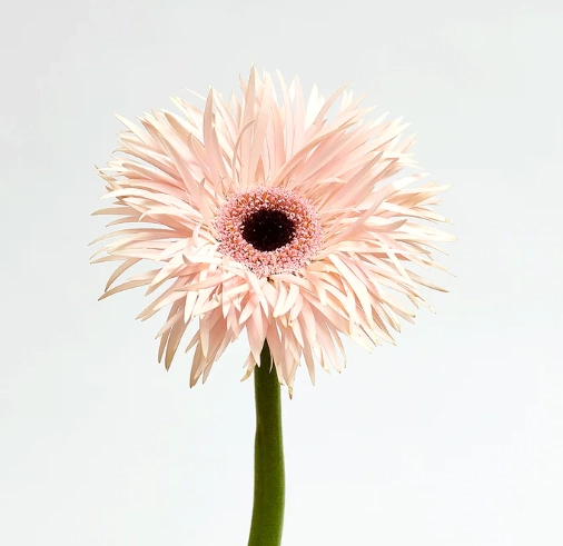 Gerbera harmony