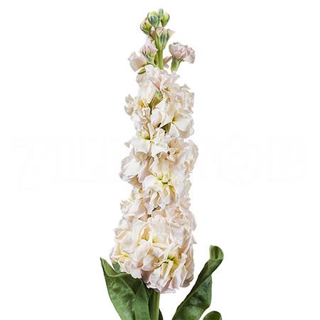 Matthiola salmon | Wholesale flowers, plants and supplies Matthiola salmon