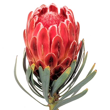 Protea venus