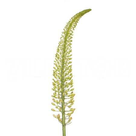 Eremurus white beauty