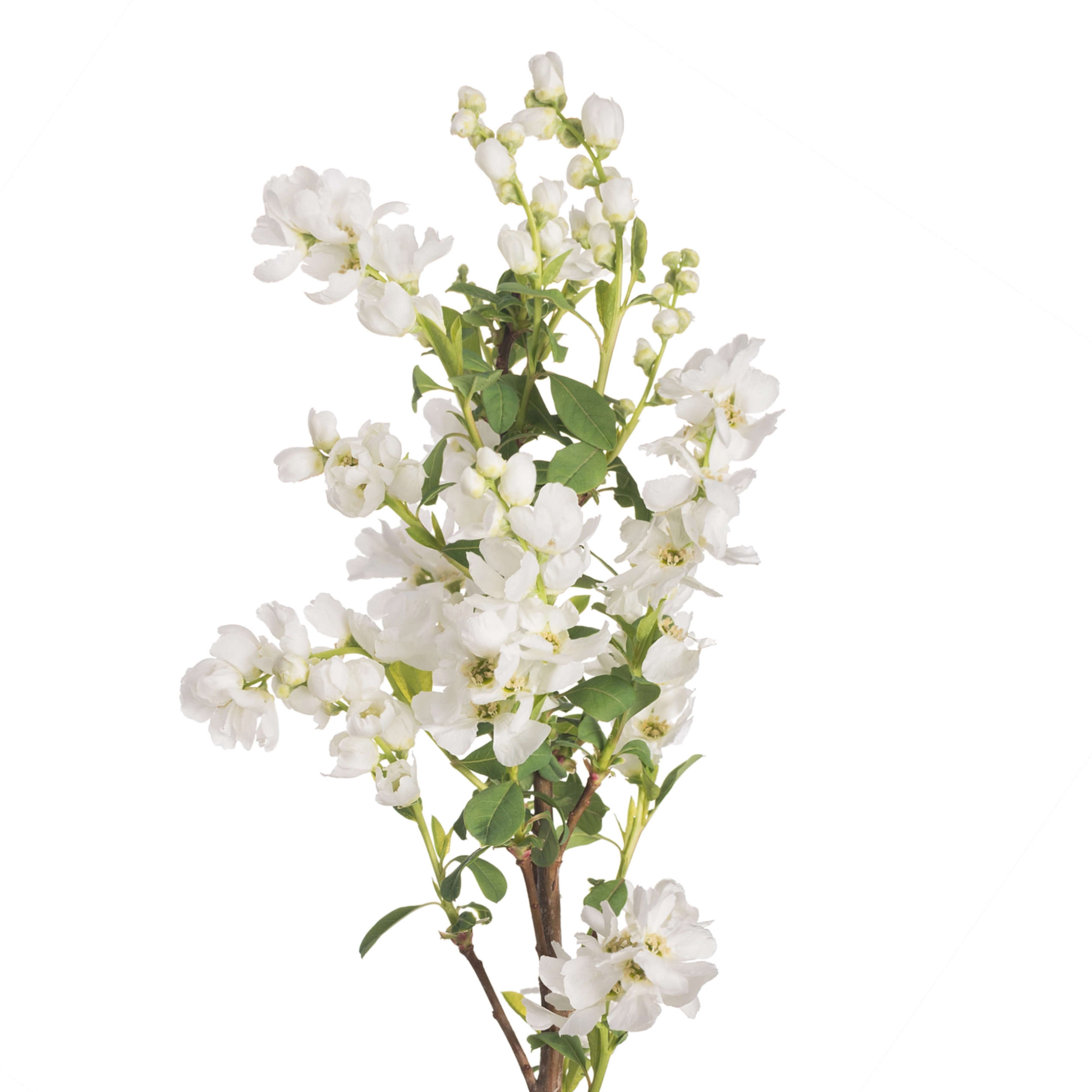 Exochorda magical springtime