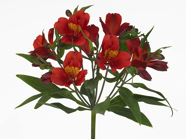 Alstroemeria premium hot pepper