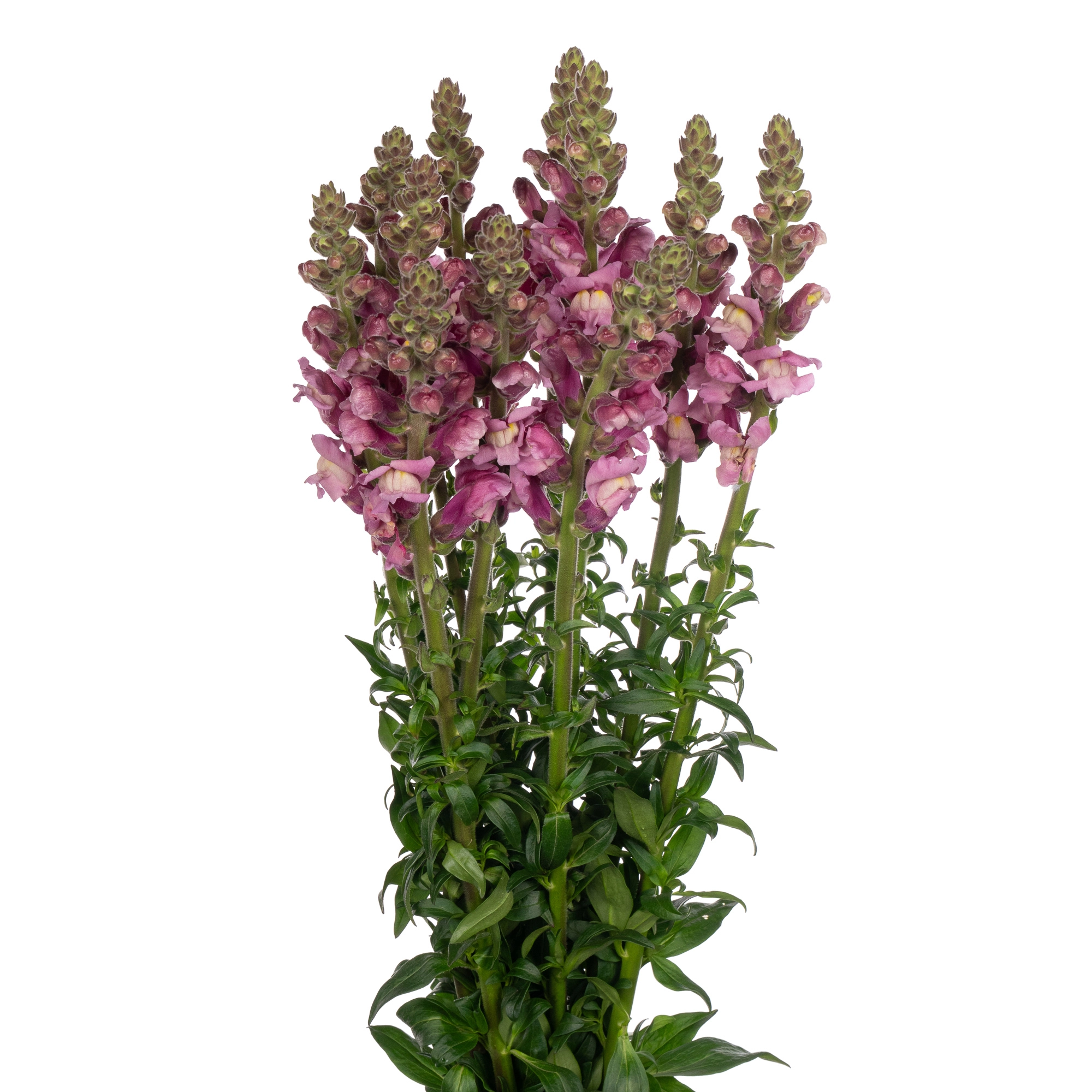 Antirrhinum potomac lavender