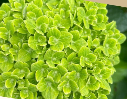Hydrangea select green emerald | Wholesale flowers, plants and supplies Hydrangea select green emerald