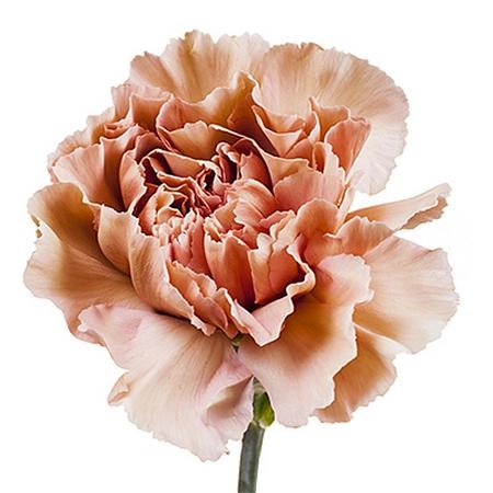 Carnation caramel | Wholesale flowers, plants and supplies Carnation caramel