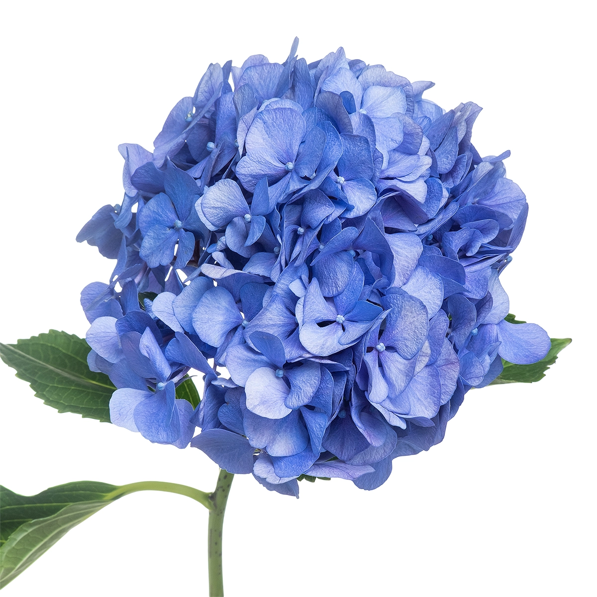 Hydrangea renate blue