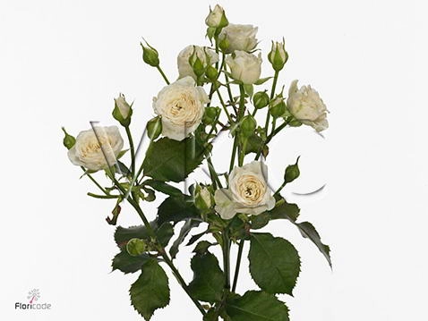 Rose spray 4-good white+