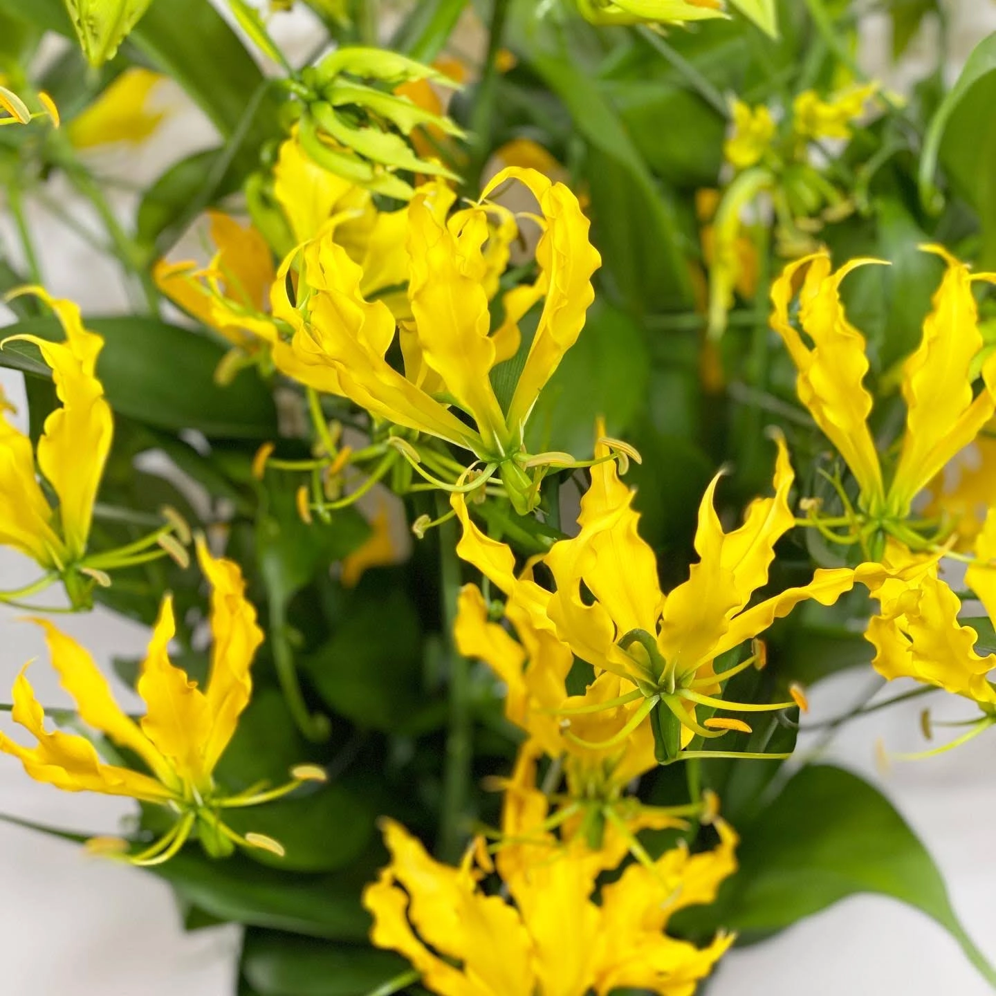 Gloriosa mascotte