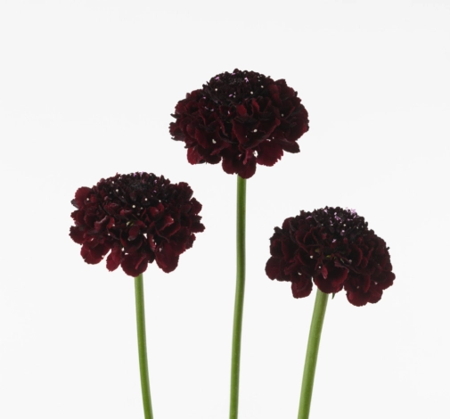 Scabiosa maraschino | Wholesale flowers, plants and supplies Scabiosa maraschino
