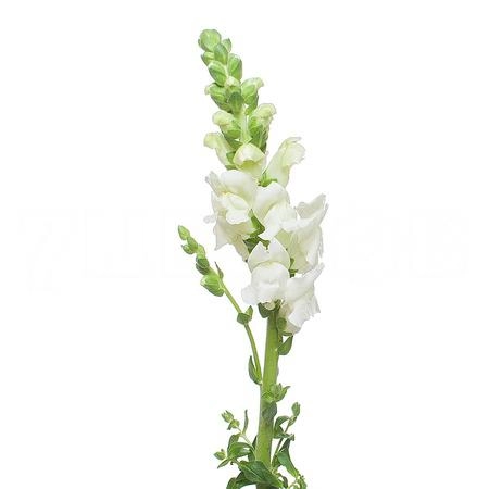 Antirrhinum avignon white