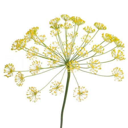Anethum green | Wholesale flowers, plants and supplies Anethum green