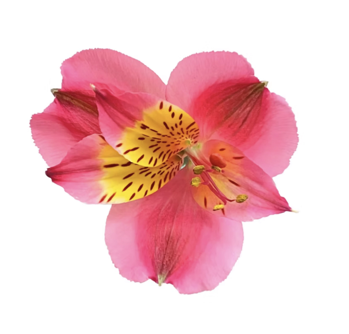 Alstroemeria select bordeaux