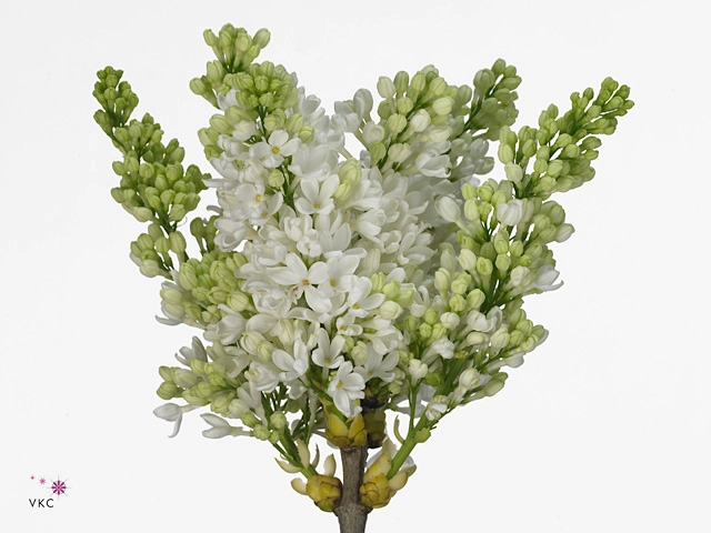 Syringa independence