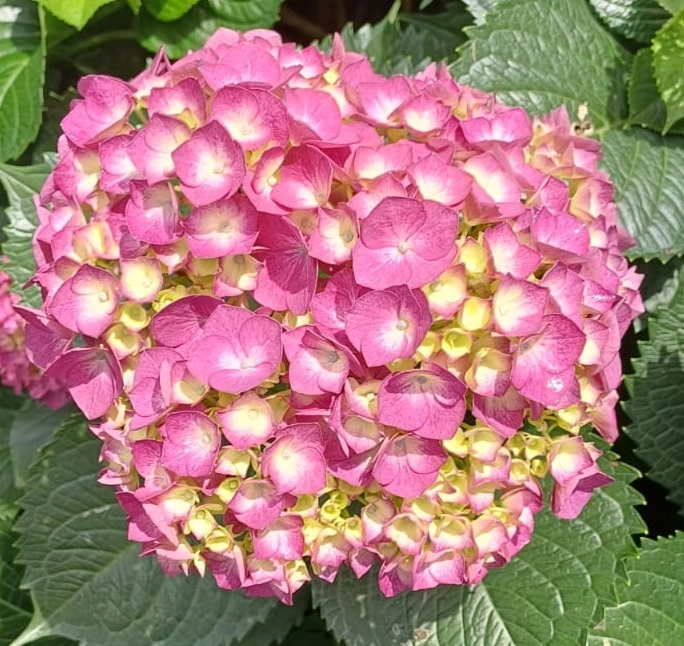 Hydrangea premium elite pink