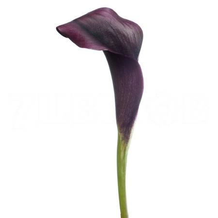 Zantedeschia odessa | Wholesale flowers, plants and supplies Zantedeschia odessa