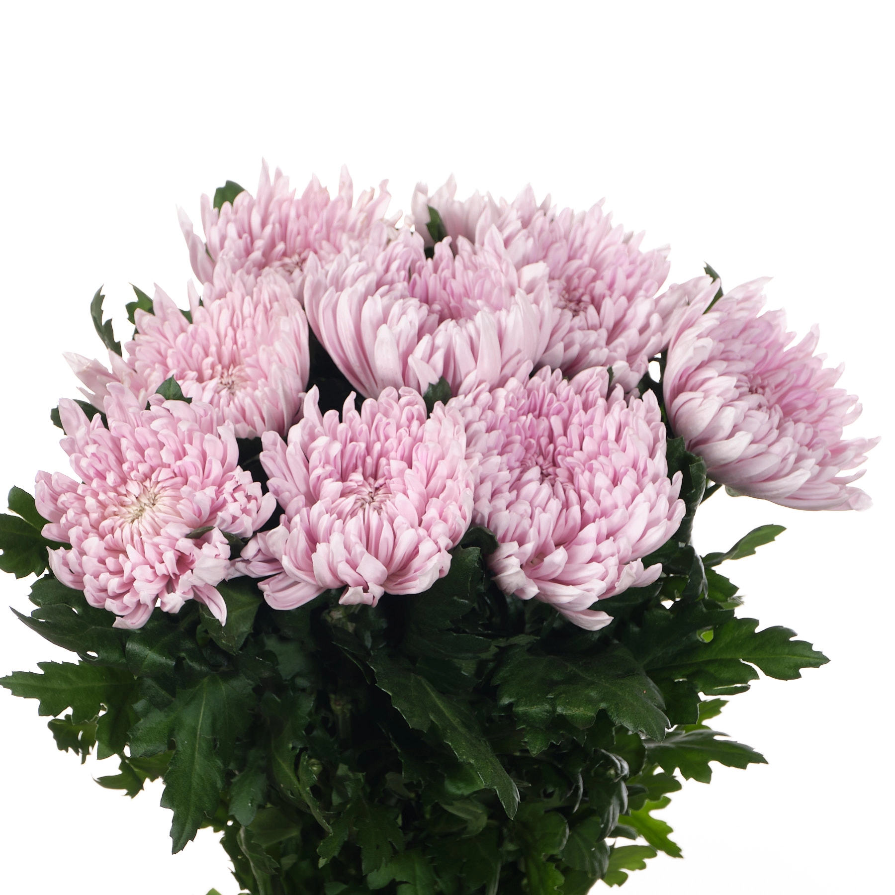 Chrysanthemum honey moon intense