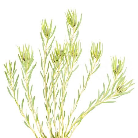 Leucadendron salignum