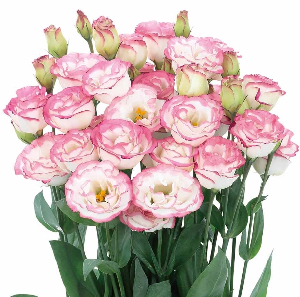 Eustoma double bio pink | Wholesale flowers, plants and supplies Eustoma double bio pink