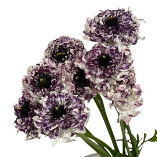 Ranunculus asiaticus morocco seti