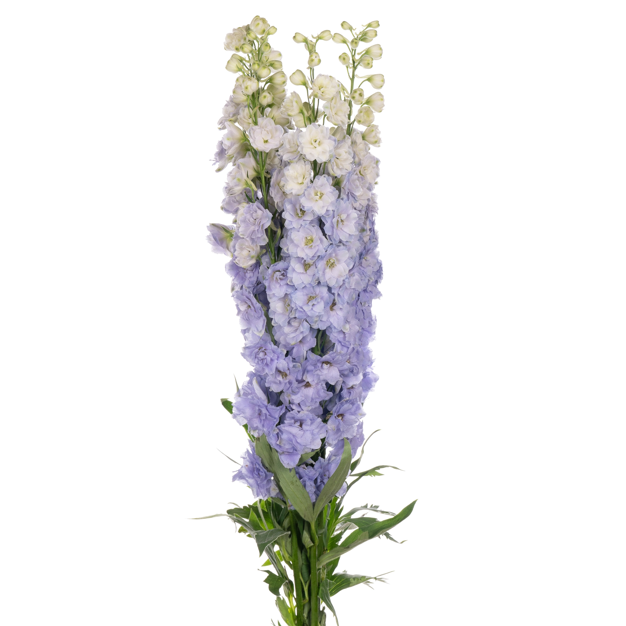 Delphinium elatum aurora lavender