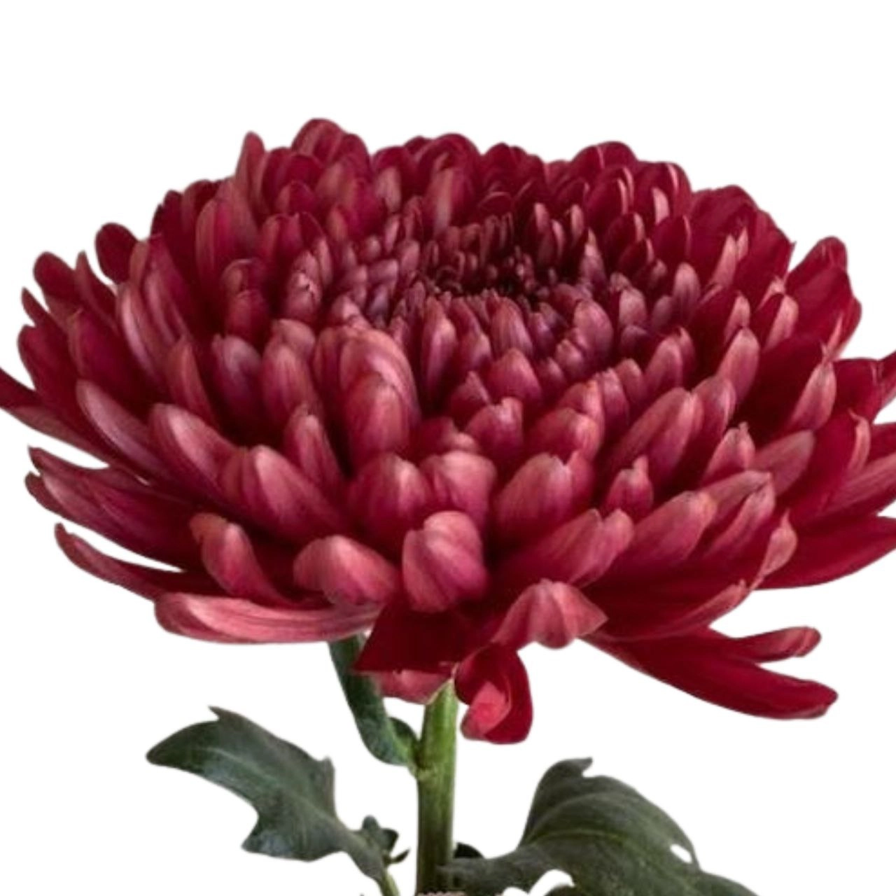 Chrysanthemum single andrea red | Wholesale flowers, plants and supplies Chrysanthemum single andrea red
