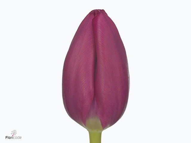 Tulip enkel pink prince
