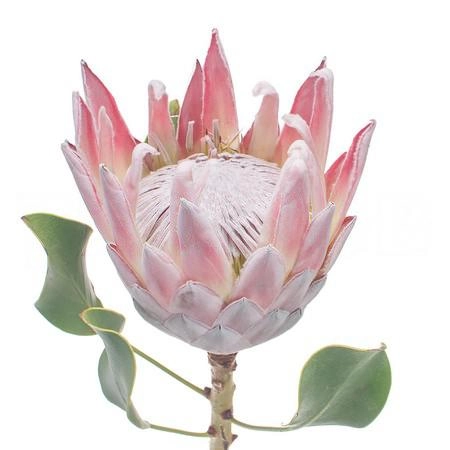 Protea king