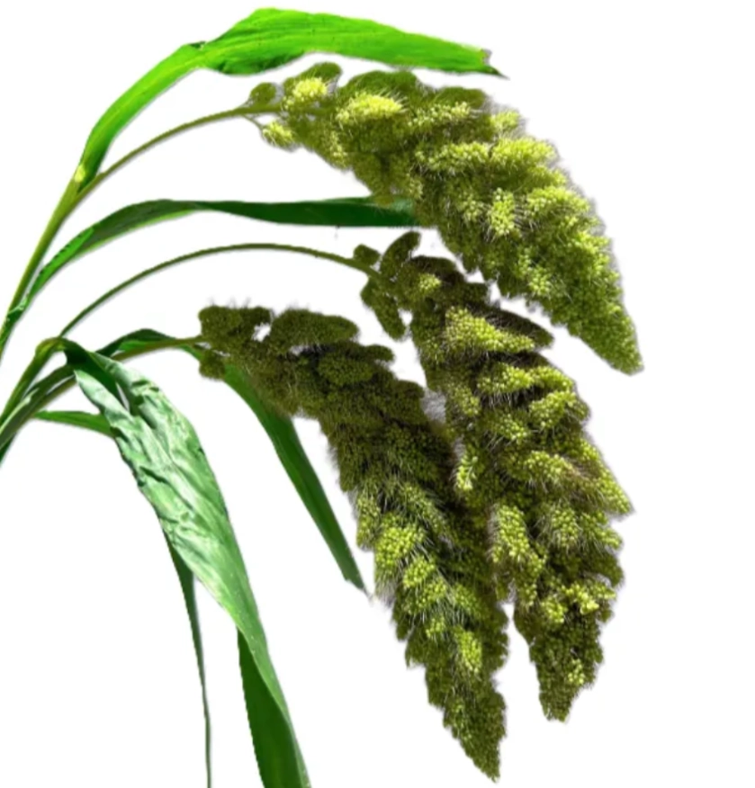 Foxtail Millet