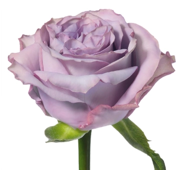 Rose dolcetto! | Wholesale flowers, plants and supplies Rose dolcetto!