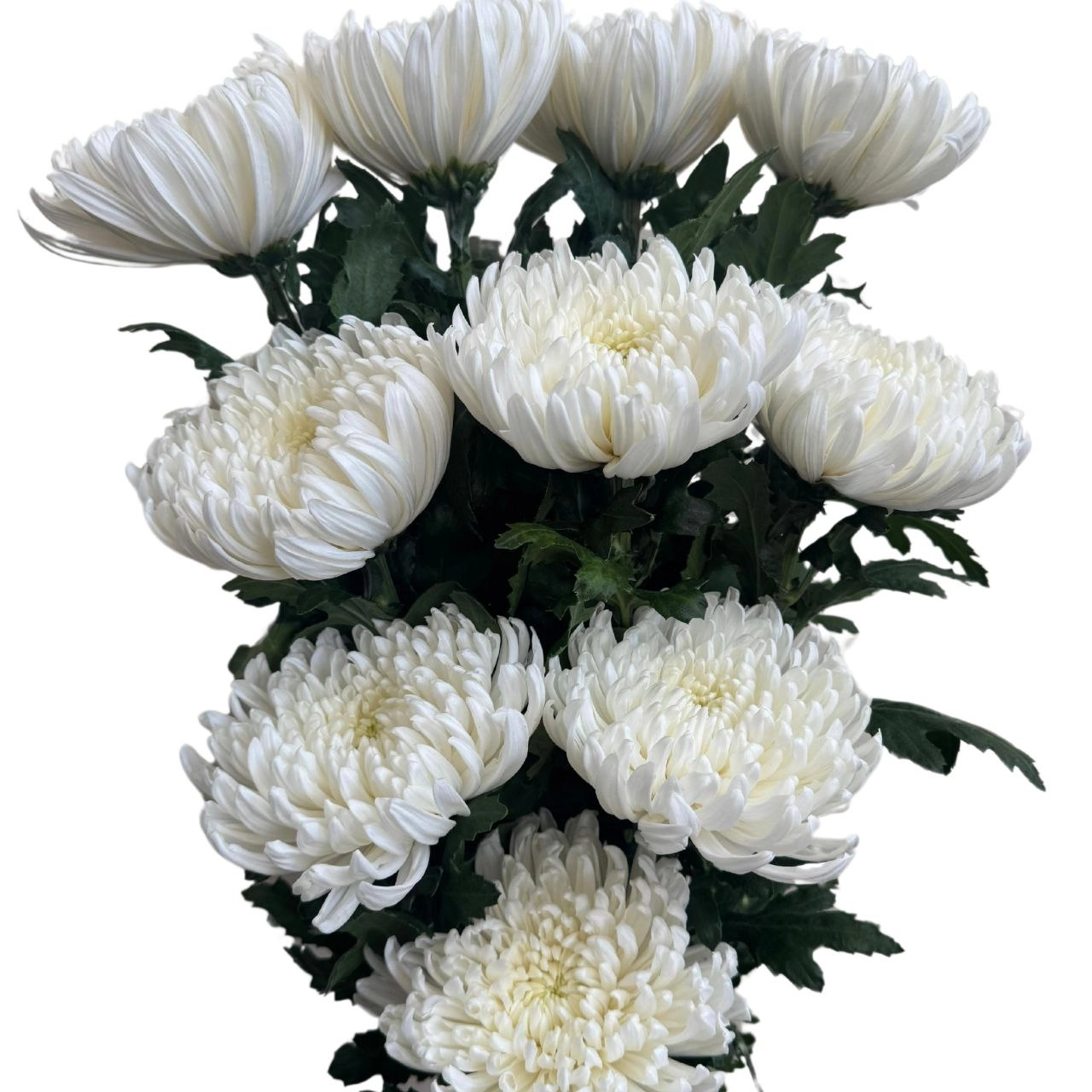 Chrysanthemum superstar