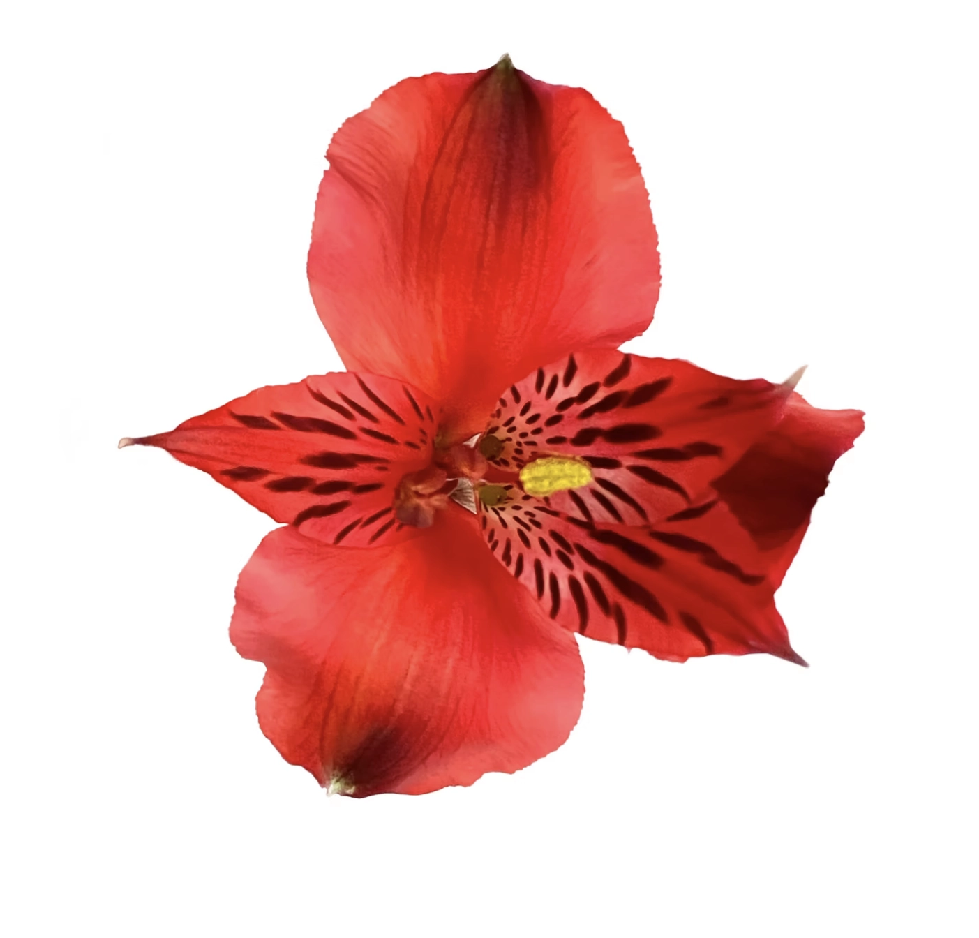 Alstroemeria select natalya