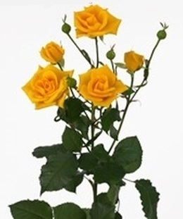 Rose spray golden sensation | Wholesale flowers, plants and supplies Rose spray golden sensation