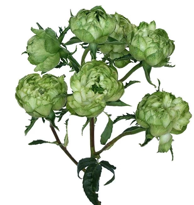 Rose spray princess midori | Wholesale flowers, plants and supplies Rose spray princess midori