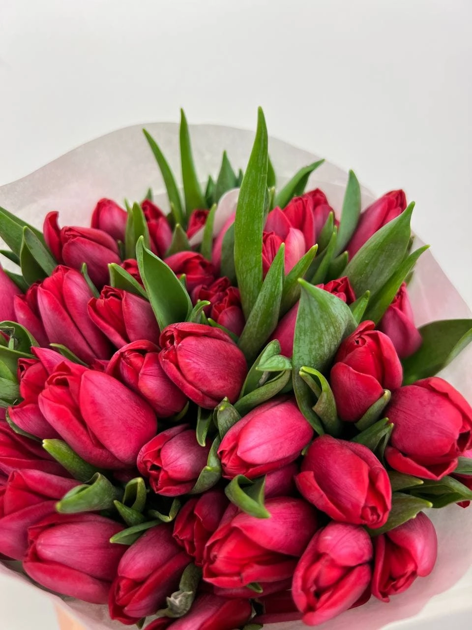 Tulip enkel ile de france | Wholesale flowers, plants and supplies Tulip enkel ile de france