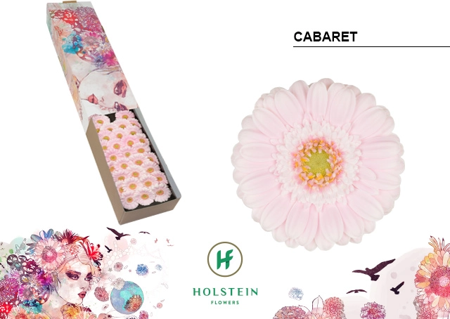 Gerbera mini cabaret