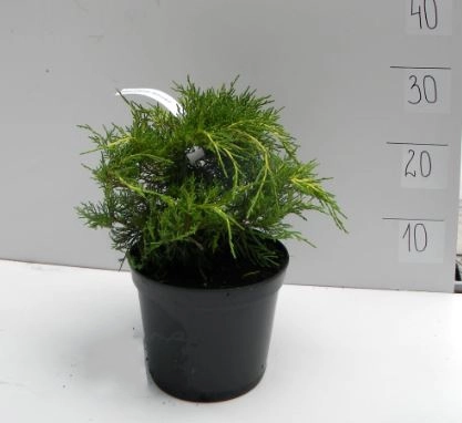 Flower box with transparent lead D26.5xH11, D24xH10, D22.5xH8 cm Black