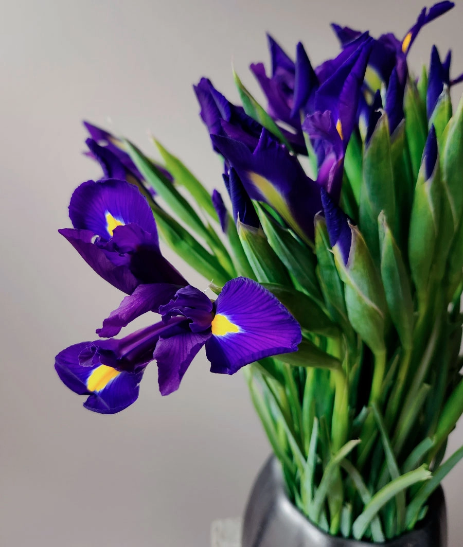 Irises | Wholesale flowers, plants and supplies Irises