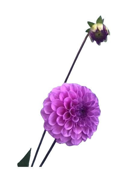 Dahlia robann regal