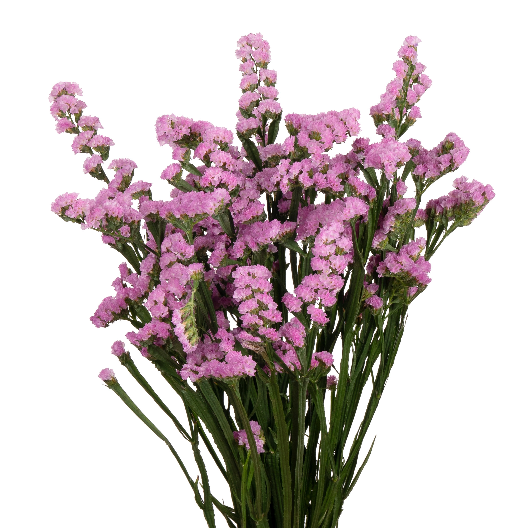 Statice pink | Wholesale flowers, plants and supplies Statice pink