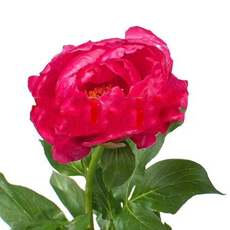 Paeonia paula fay