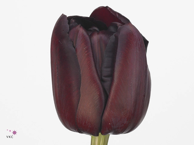 Tulip double palmyra | Wholesale flowers, plants and supplies Tulip double palmyra