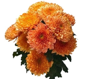 Chrysanthemum single empress orange